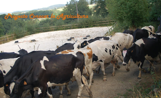 Casa Grande de Xanceda. Leche ecológica.