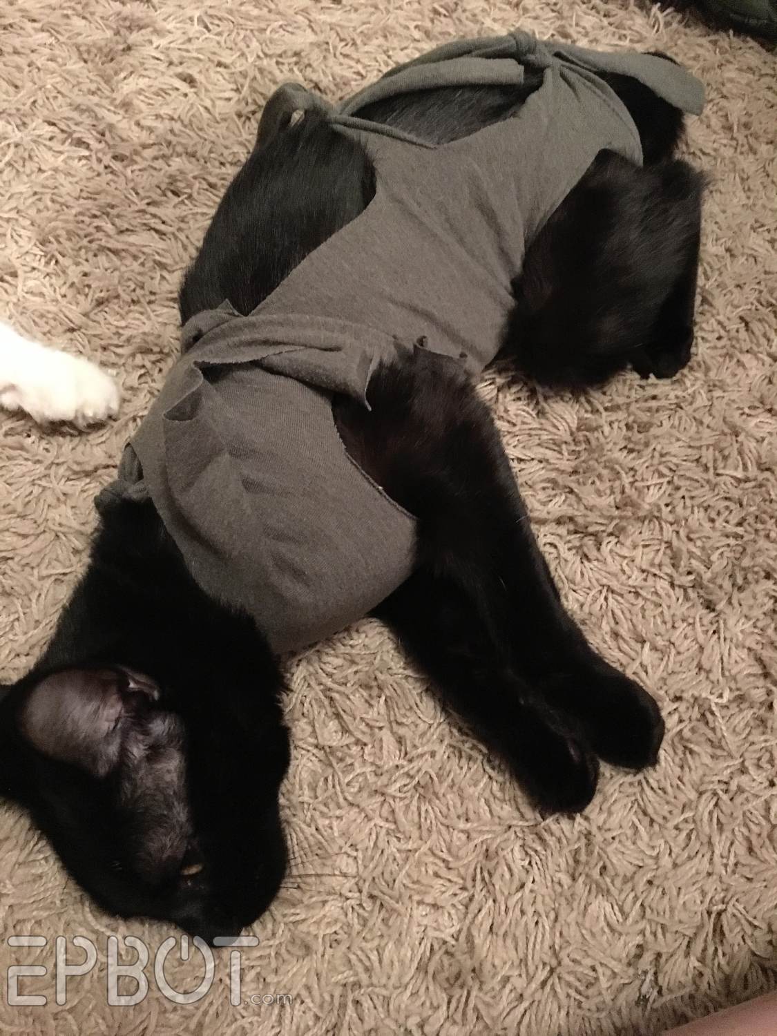 EPBOT: New & Improved DIY Cat Onesie: Skip The Cone & Make This Out Of An  Old T-Shirt, Instead!