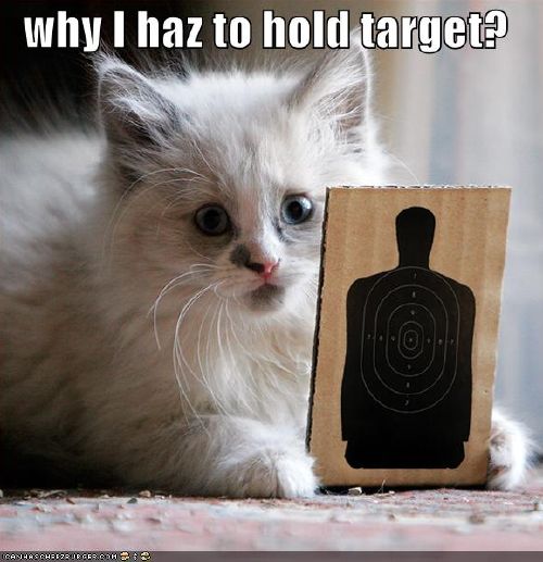 Silly cat pictures