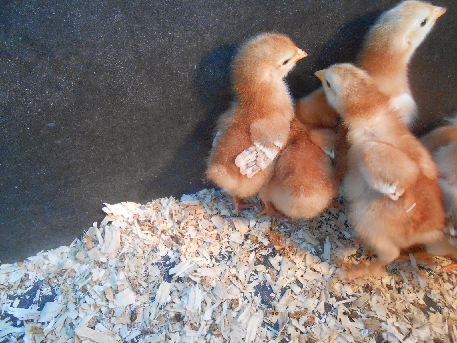 Windy Acres Diary Baby Chicks