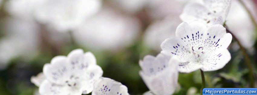 Flores blancas para portada de FaceBook - Imagui