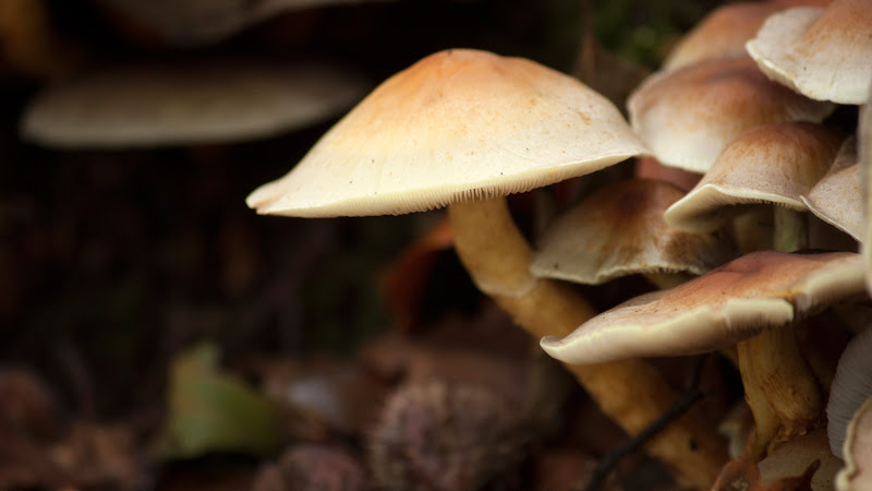 Fungus