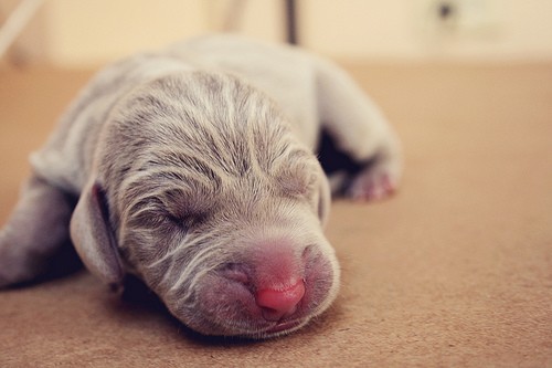 The dog in world: Newborn Puppy Care