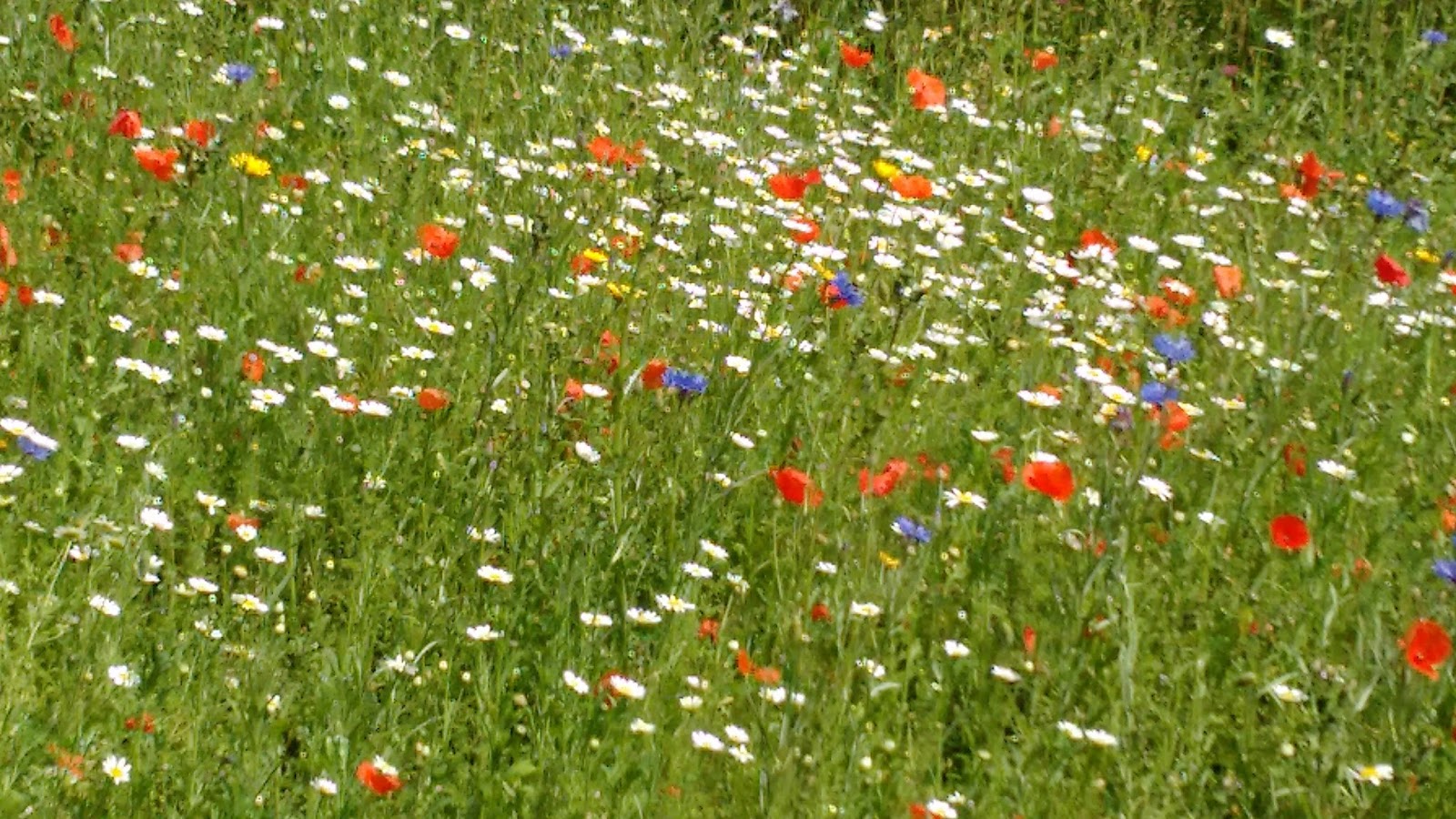 HAYNES WORLD Wildflower meadow, midsummer in England