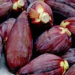 Heboh Penemuan Batu Mustika Jantung Pisang Heboh Penemuan Batu Mustika Jantung Pisang