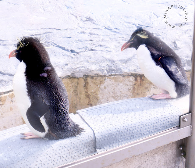 Penguin Parade in Asahiyama Zoo