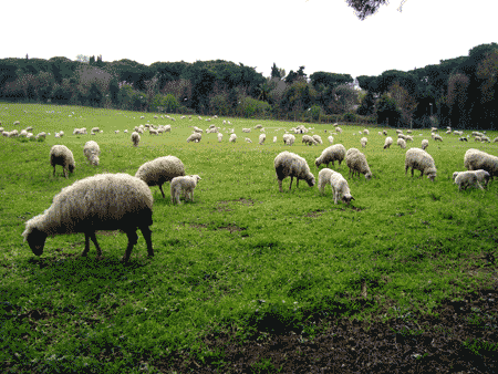 Rebaño de ovejas en las Catacumbas de San Calixto