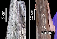 http://sciencythoughts.blogspot.co.uk/2014/04/preserved-wood-from-early-eocene.html