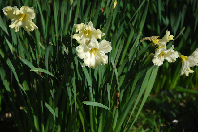 daffodils photo
