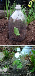 plastic bottles greenhouse garden bottle greenhouses soda liter gardening use build botol cut backyard dari 101gardening plants sederhana they alternative