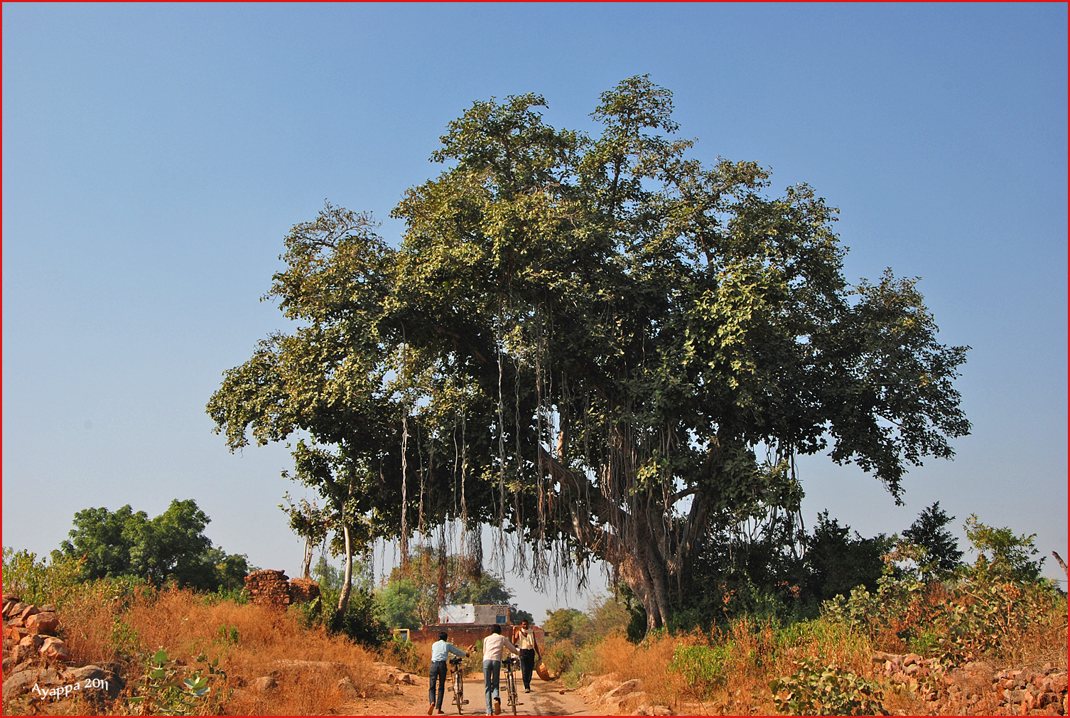 Banyan nelle campagne di Orchha Madhya Pradesh India
