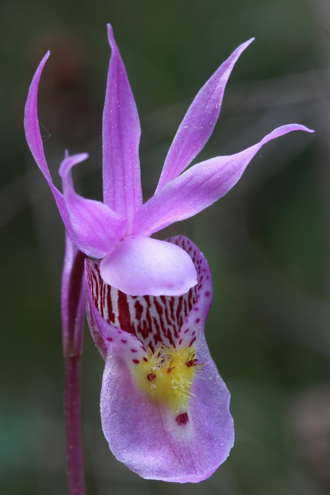 Native Orchids of the Pacific Northwest and the Canadian Rockies