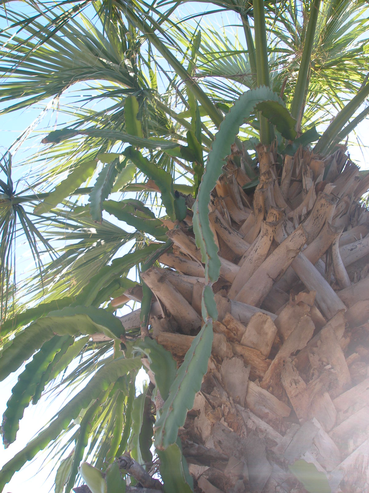 Report from the Florida Zone Climbing Cactus