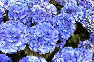 Ορτανσία (Hydrangea macrophylla) Ορτανσία (Hydrangea macrophylla)