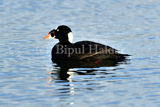 Surf Scoter Surf Scoter