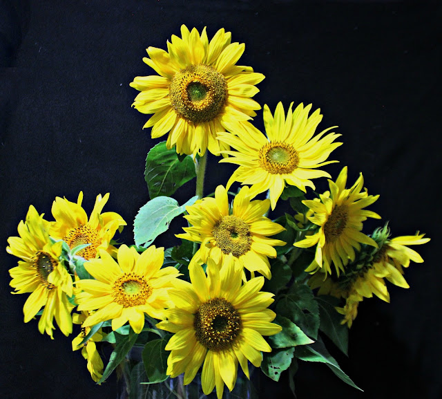 Beautiful bundle of Sunflowers