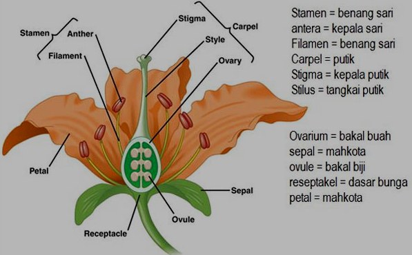 Gambar Struktur Bunga