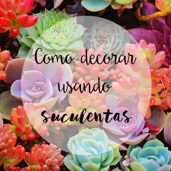 decorar usando suculentas
