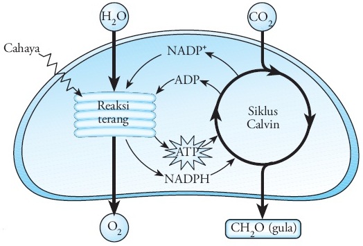 Proses pembentukan atp pada reaksi terang disebut