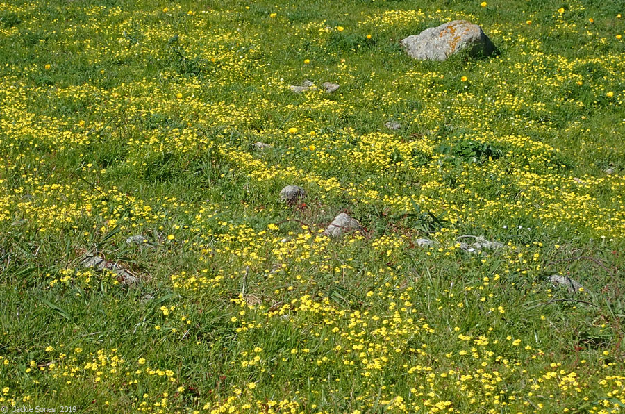 The Natural History of Bodega Head Yellow carpet
