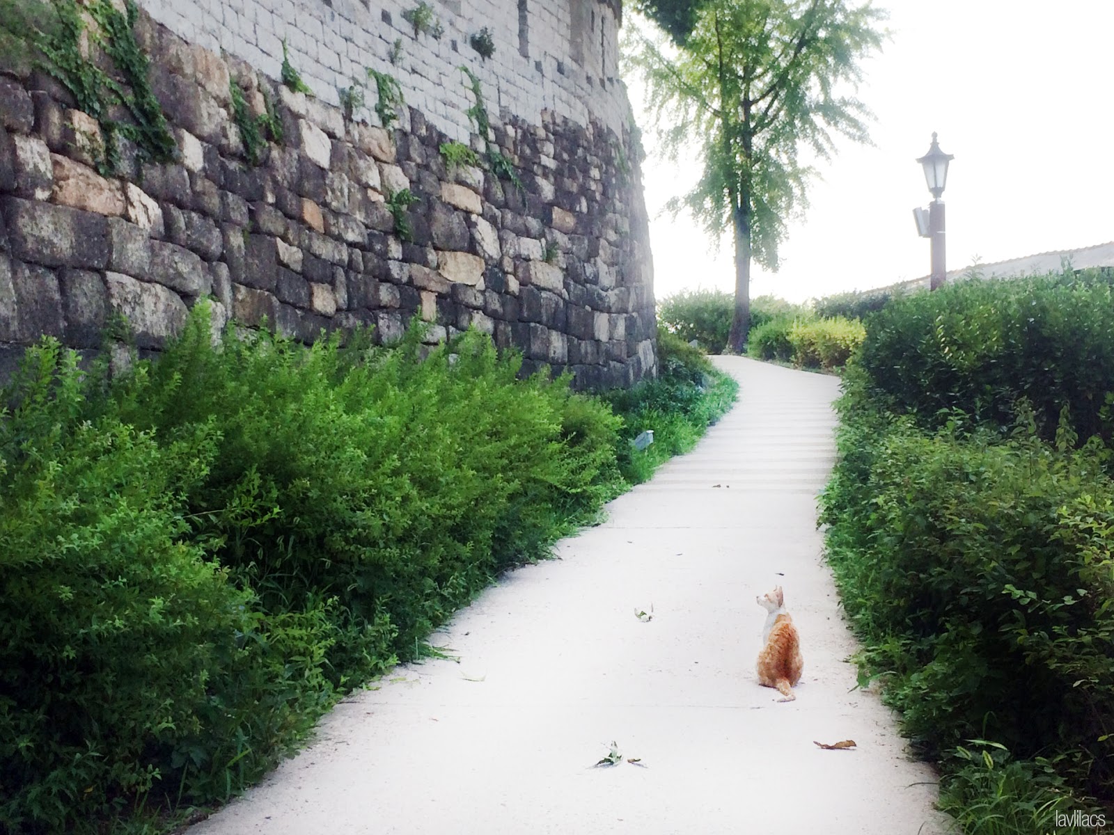 Seoul, Korea - Summer Study Abroad 2014 - Seoul Fortress Trail - Naksan Trail Course