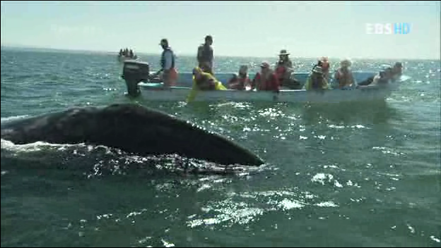 악마가된 귀신고래 이야기 | 인스티즈