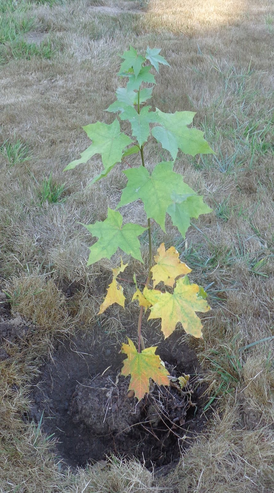 Daniel's Pacific NW Garden Moving a young, volunteer maple tree