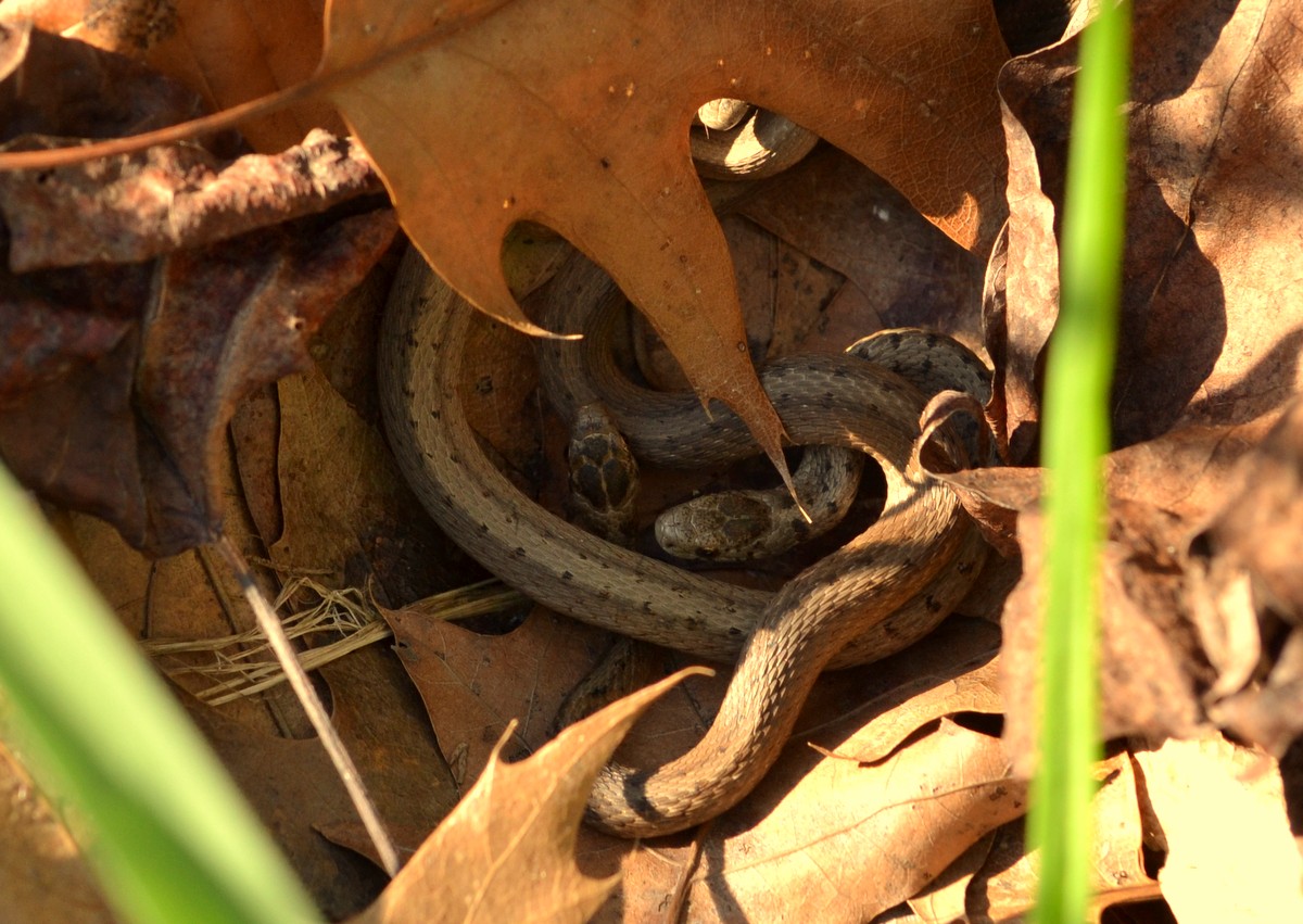 Woods Walks and Wildlife: A Bed of Brown Snakes