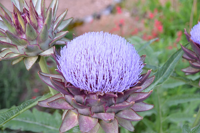 Garden Ally Artichokes in Bloom