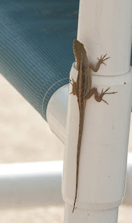 Small gecko with it's tail extended, showing the tail is much longer than the lizard.