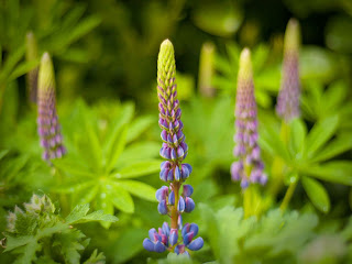 Lupine Lupinus