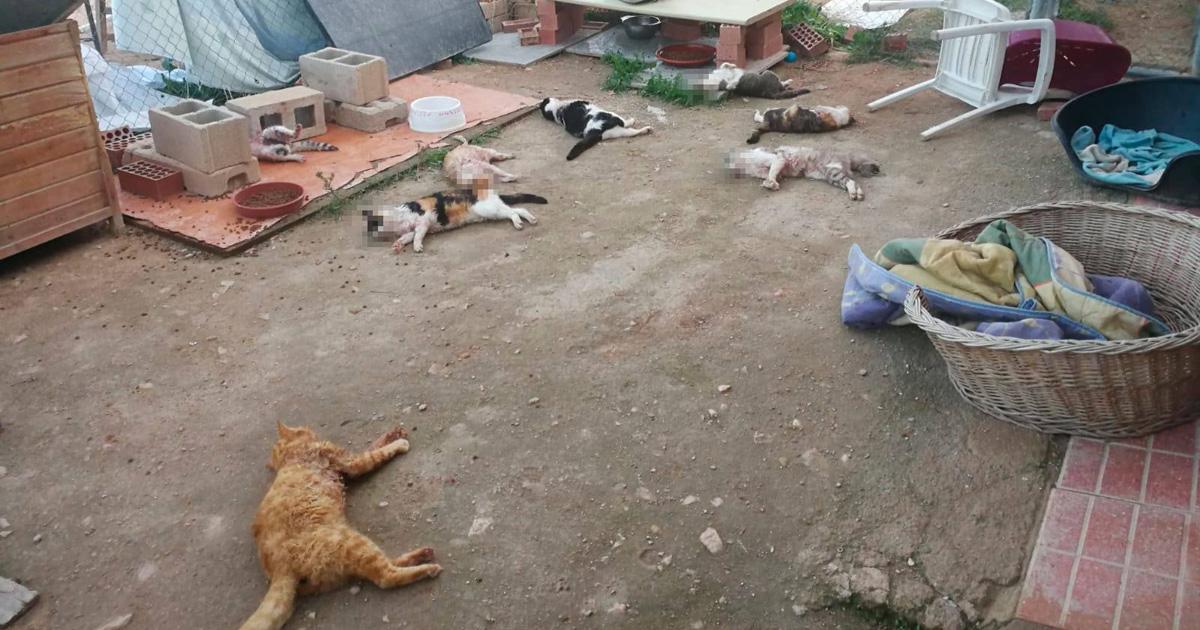 Justicia por los gatos asesinados en el albergue de Felinos Lo Morant