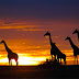 5 Safaris maravillosos para disfrutar en África