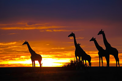 5 Safaris maravillosos para disfrutar en África