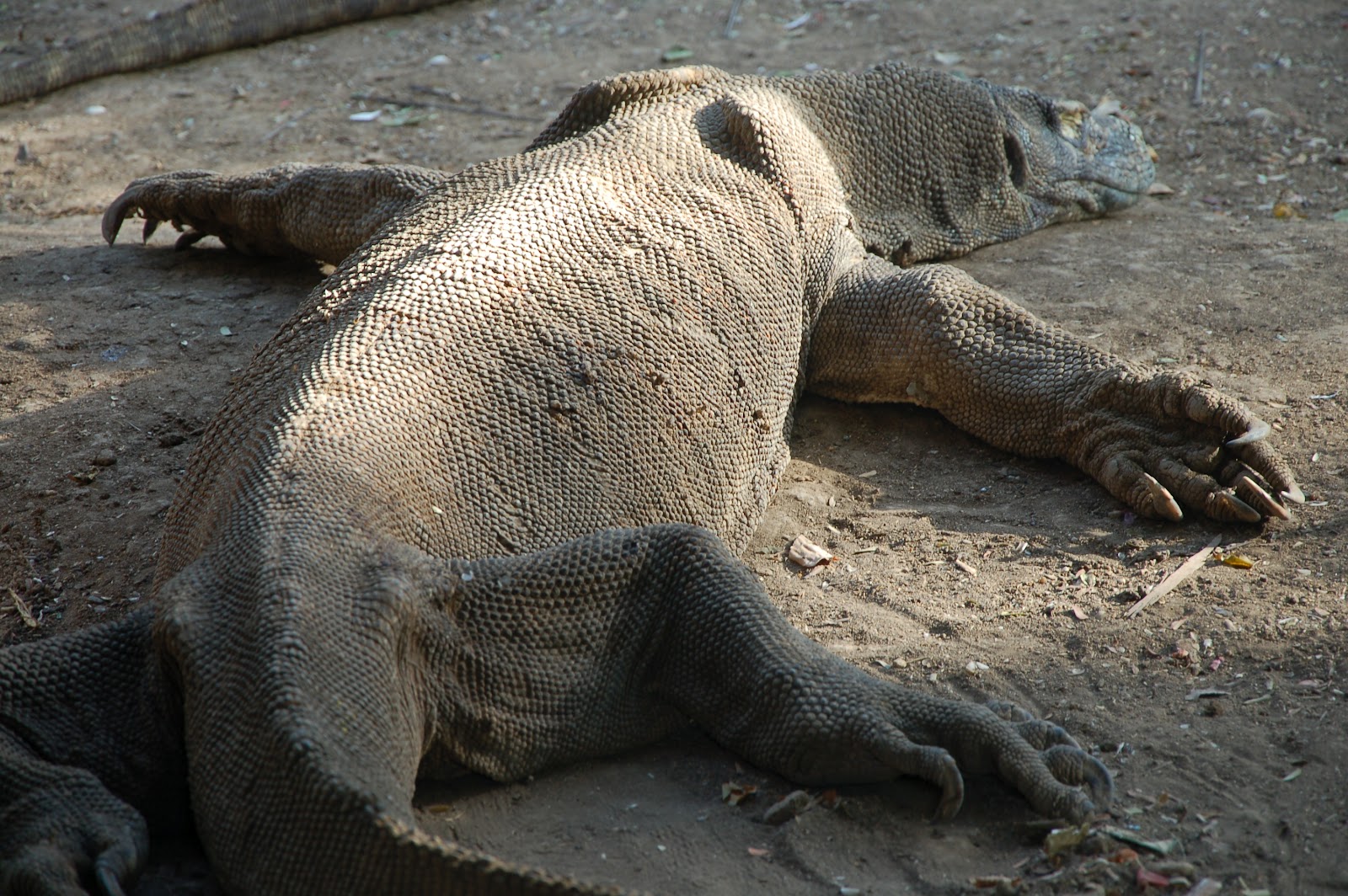 Ruta del Escape KOMODO Y RINCA TIERRA DE DRAGONES