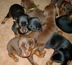 صور كلاب دوبر مان Photos Dober Man Dogs