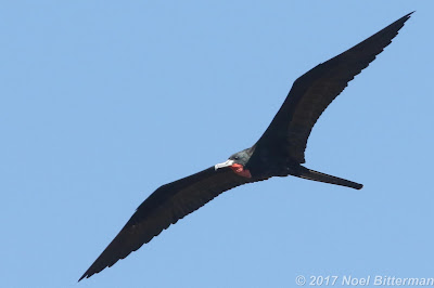 Magnificent Frigatebird