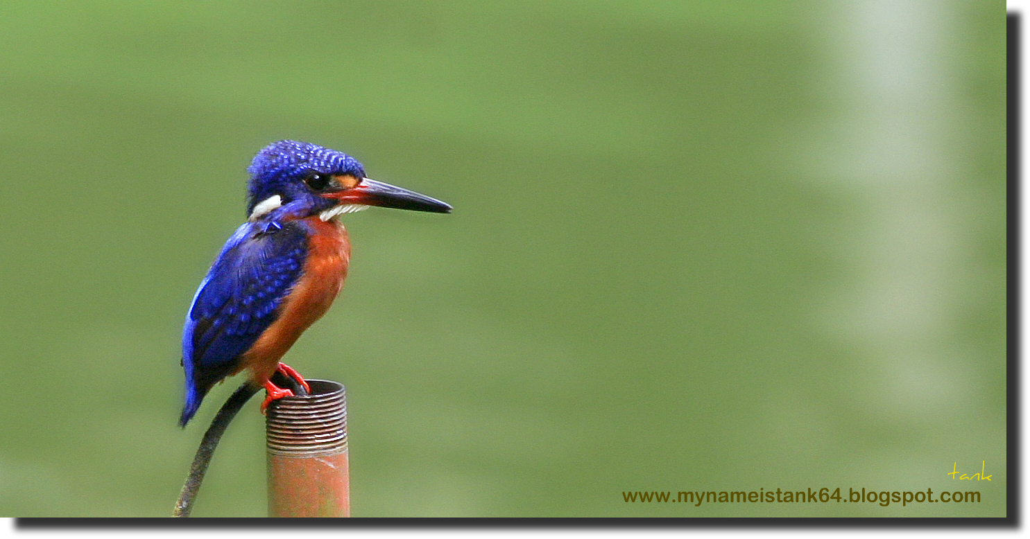 Birds of Malaysia @ mynameistank64: Blue Eared Kingfisher (Alcedo