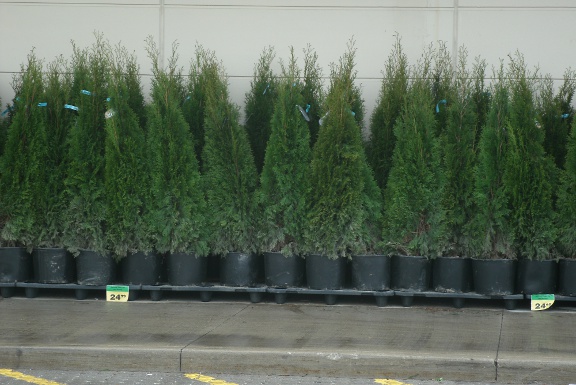   Thuja occidentalis smaragd Emerald cedars in containers by garden muses: a Toronto gardening blog