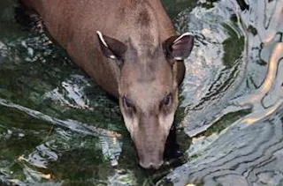 Tapir