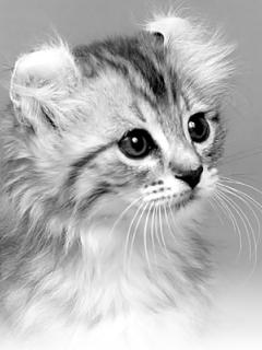 cute pets wallpapers high quality desktop wallpapers full hd