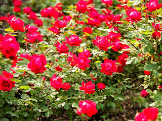 Gambar Taman  Bunga  Mawar  Download Gambar Gratis