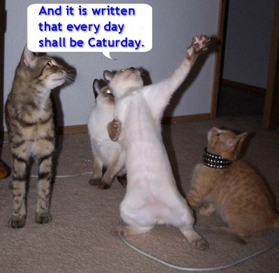 it_is_written_caturday.jpg