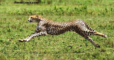 Acinonyx Jubatus cheetah hewan tercepat