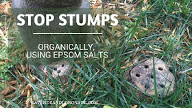 Organically stop stumps from growing back with this simple tip!