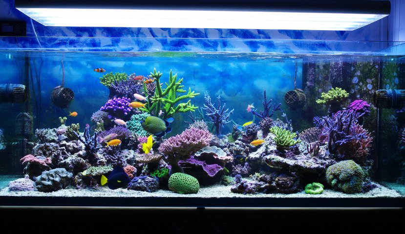 Cara Membuat Aquarium Dengan Mudah