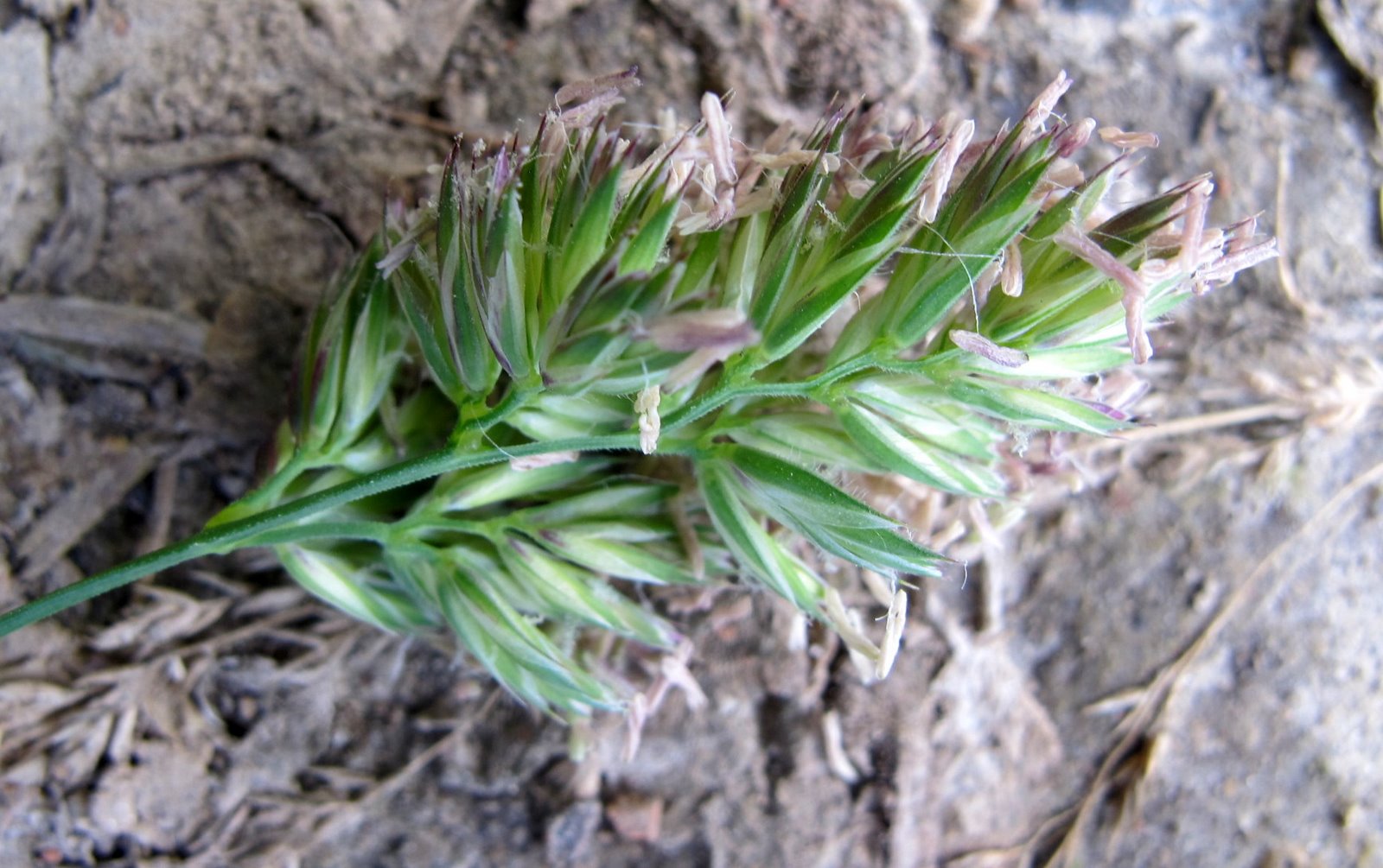 FLORA NEL SALENTO e.. anche altrove Dactylis glomerata L. Poaceae