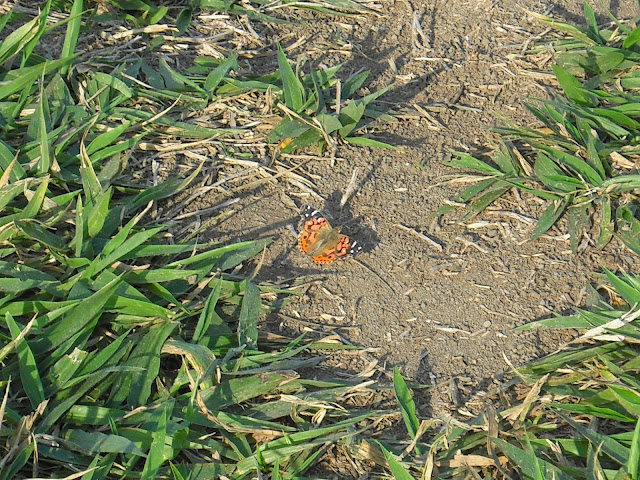 Foto tirada em Caraguatatuba