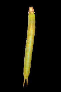 Large Yellow Caterpillar in Puriscal