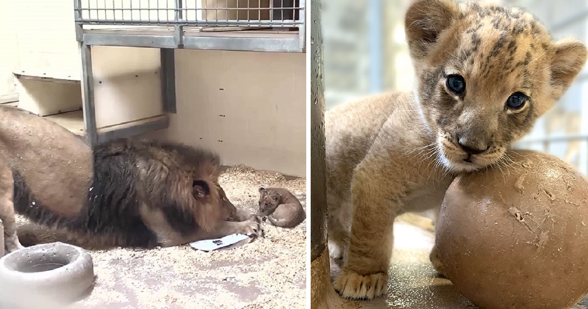 Heart-Melting Video Shows Male Lion Crouching Down To Meet His Baby Cub For The First Time